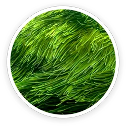 Spirulina Spirulina