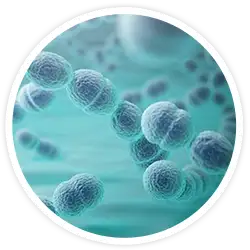 Streptococcus salivarius K12