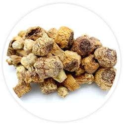 Sun Mushroom Extract