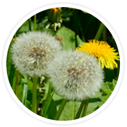 Taraxacum