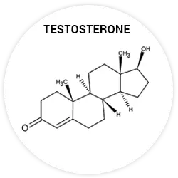 testostérone testostérone