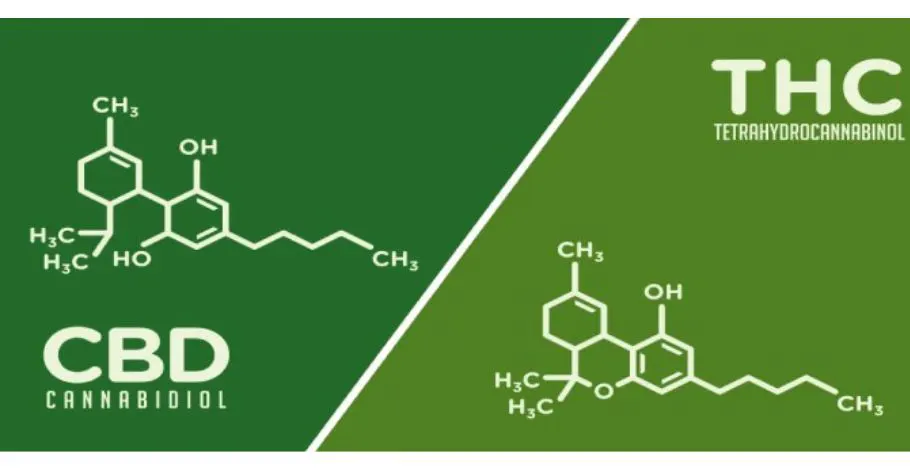 CBD Vs THC: What will be the Differences in cannabinoids?