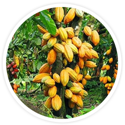 Theobroma Cacao Theobroma Cacao