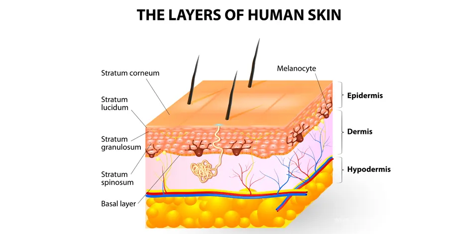 layers of the skin