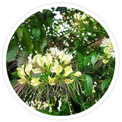 Three-Leaf Caper Extract
