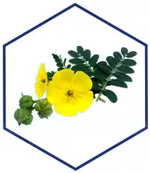 Tribulus Terrestris Tribulus Terrestris