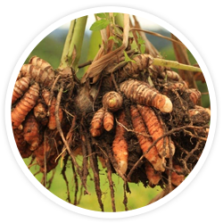 Turmeric Rhizome