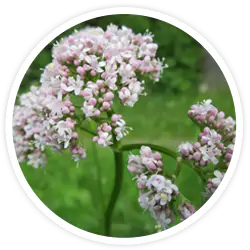 Valerian Root Valerian Root