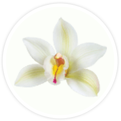 Vanilla