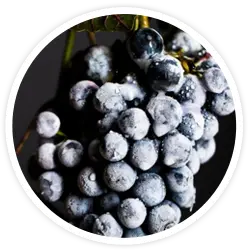 Vin-Uplift Vin-Uplift