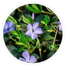 Vinpocetine Vinpocetine