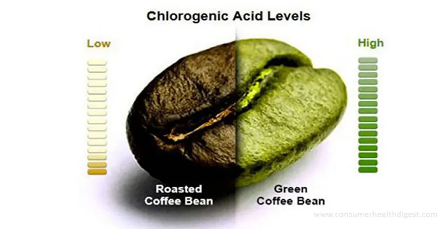 Chlorogenic Acid: Health Benefits, Possible Side Effects & Risks