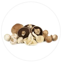 White Button mushroom White Button mushroom
