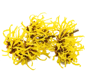 witch-hazel-extract