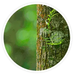 Vinaigre de bois Vinaigre de bois