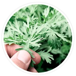 Wormwood Wormwood